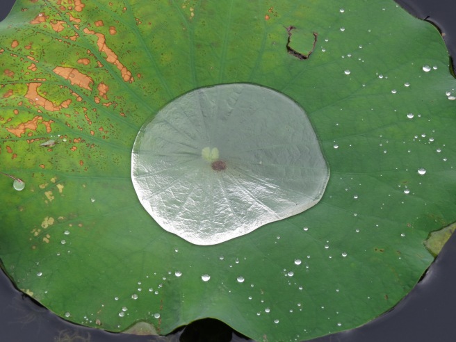 Pooled water in a leaf